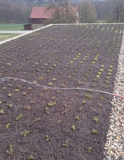 Dachdeckerei Andre Goebel Gruendach vorher